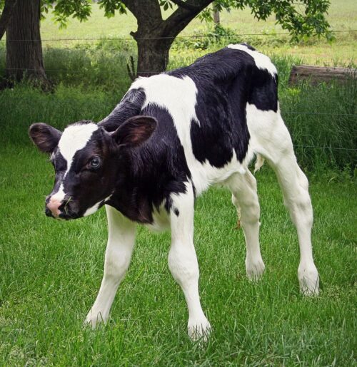 Background Cow Wallpaper