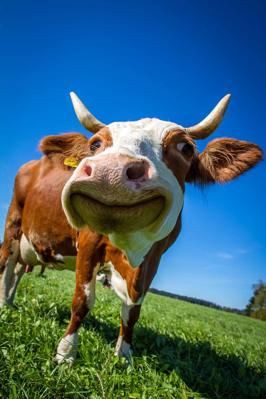 Background Cow Wallpaper