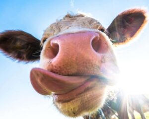 Background Cow Wallpaper