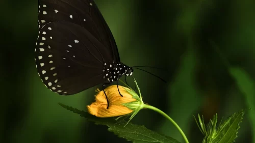 Butterfly Desktop Wallpaper