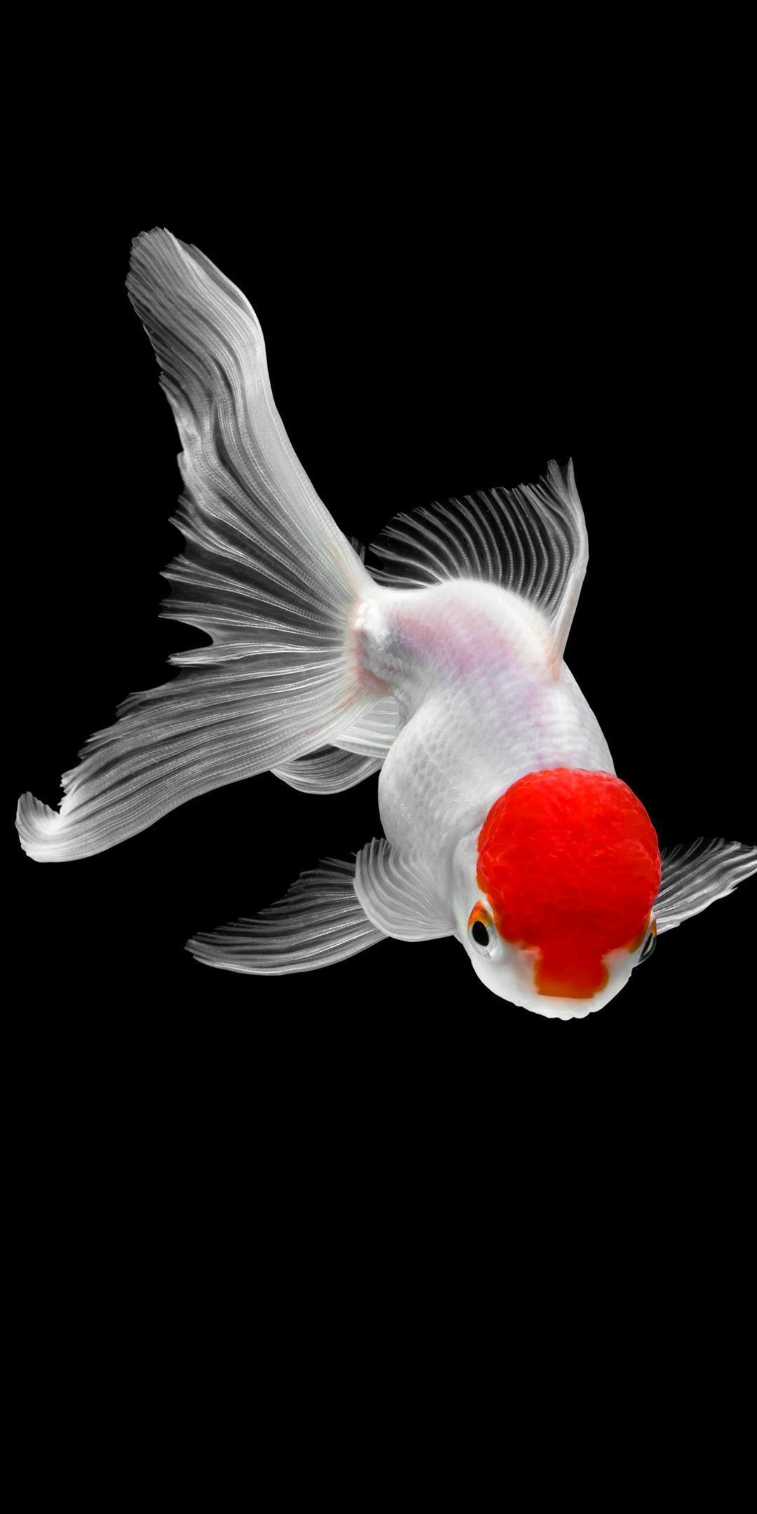 Background Fish Wallpaper