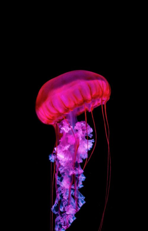 Background Jellyfish Wallpaper