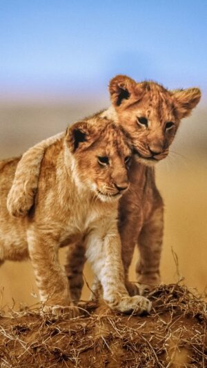 Background Lion Wallpaper