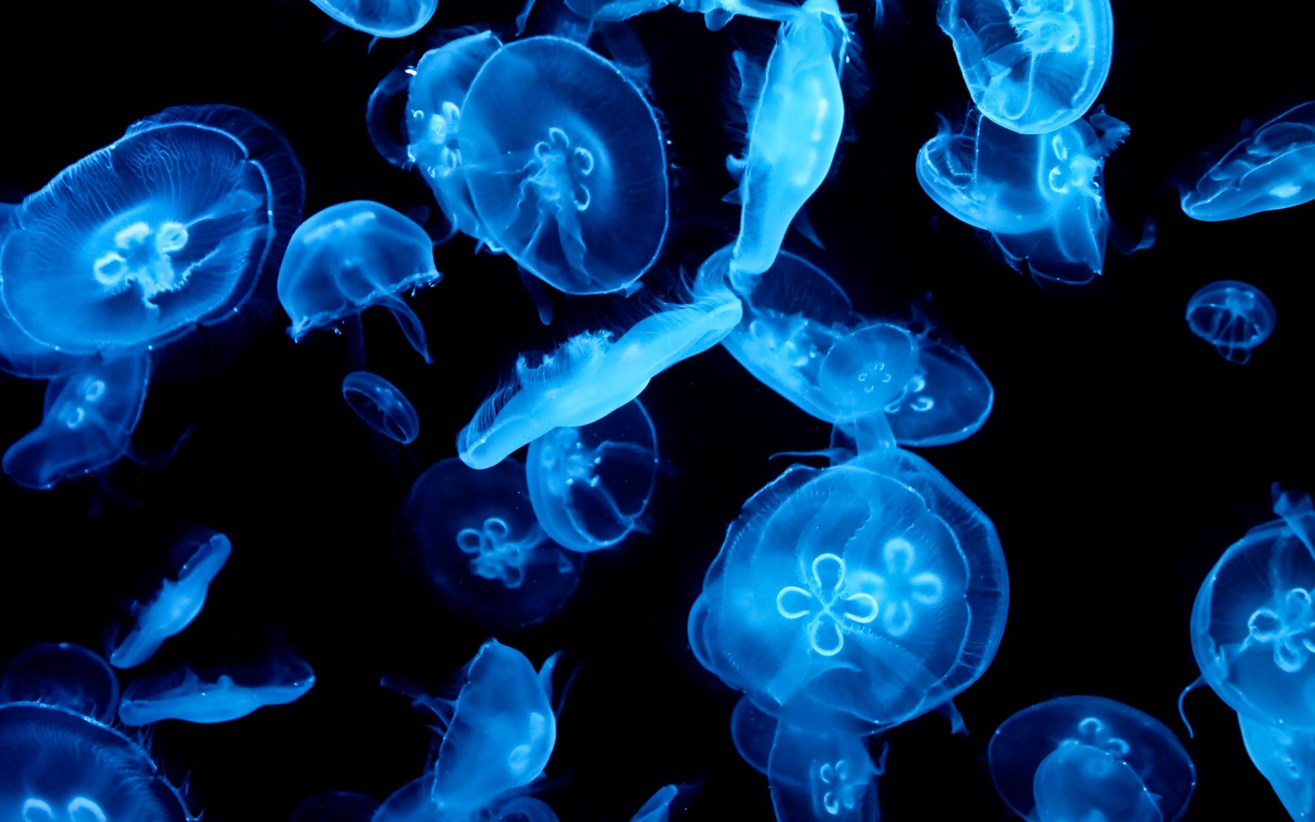 Jellyfish Desktop Wallpaper
