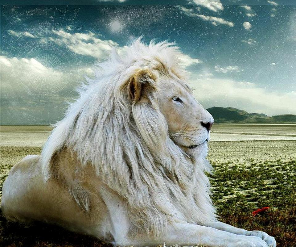 Background Lion Wallpaper