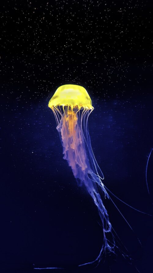 Background Jellyfish Wallpaper