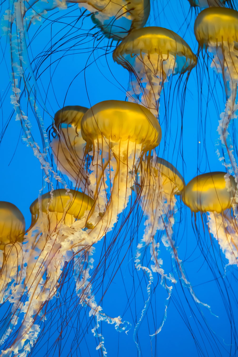 Background Jellyfish Wallpaper