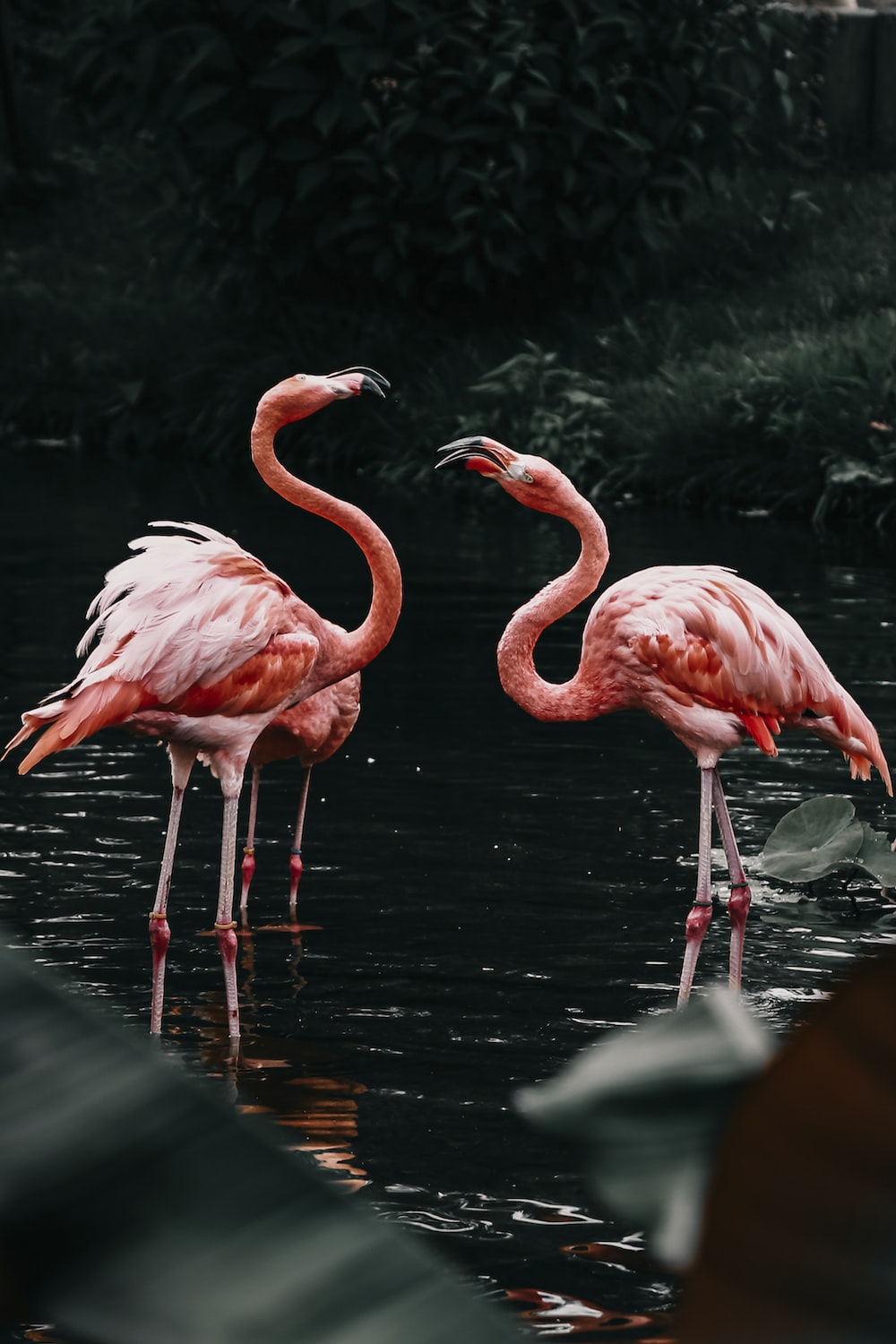 Background Flamingo Wallpaper