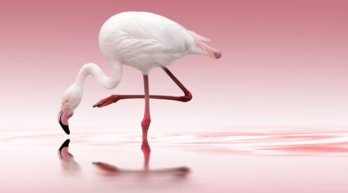 Flamingo Desktop Wallpaper