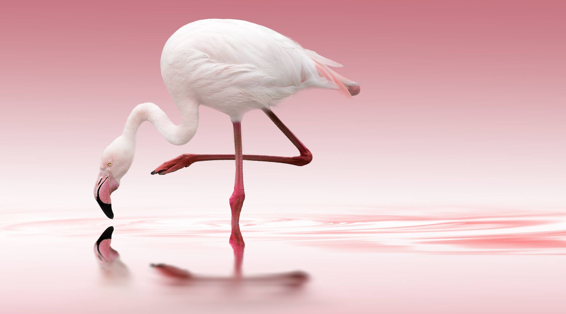 Flamingo Desktop Wallpaper