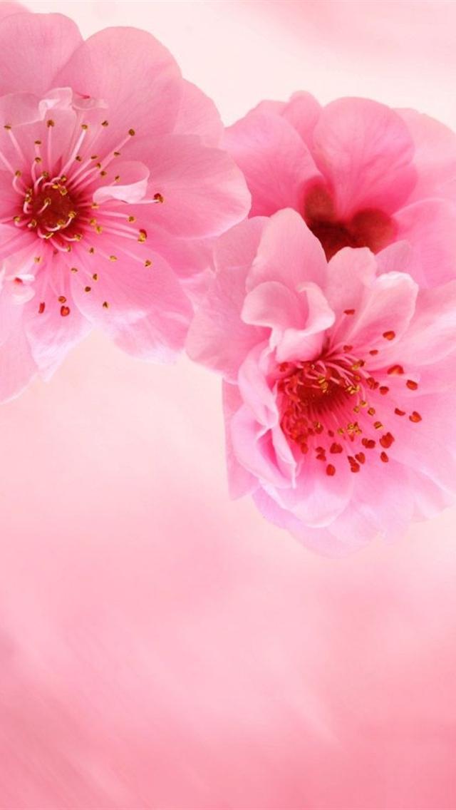 Background Pink Wallpaper