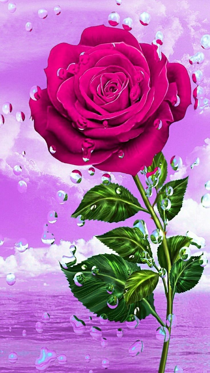 Rose Background Wallpaper