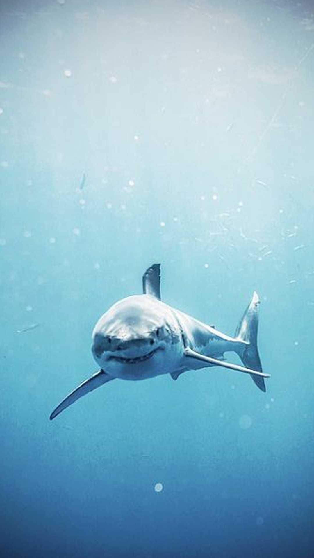 Background Shark Wallpaper