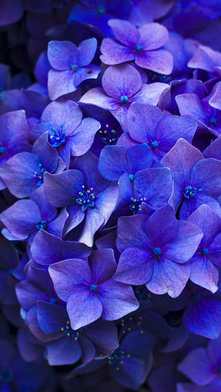 Background Hydrangea Wallpaper