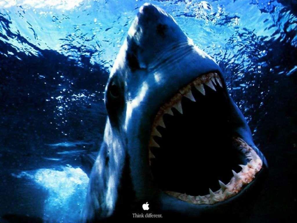 Background Shark Wallpaper