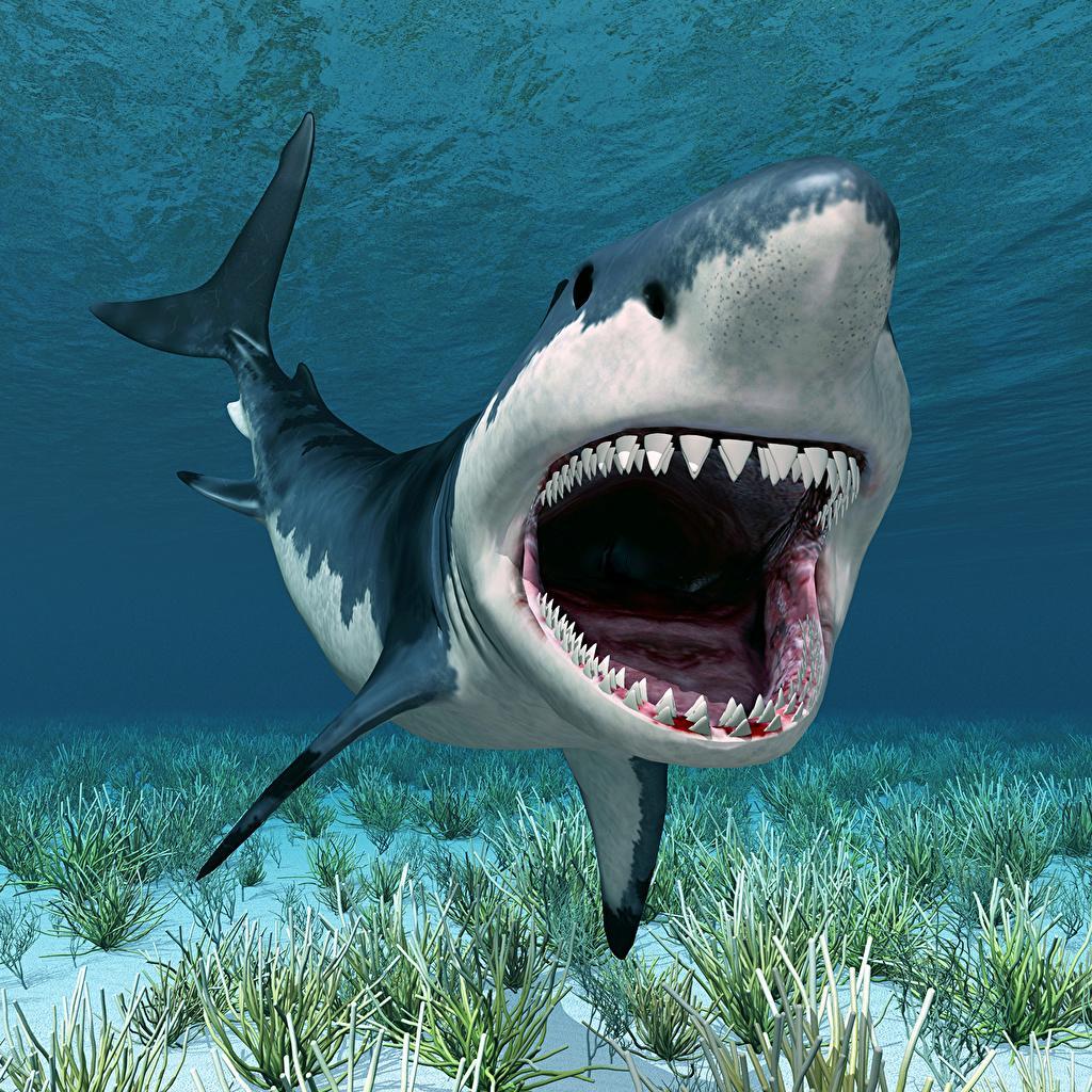 Background Shark Wallpaper