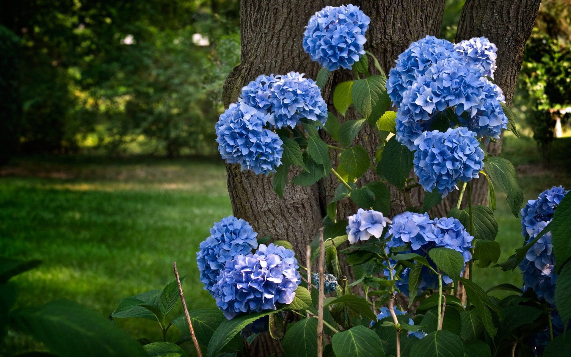 Hydrangea Desktop Wallpaper