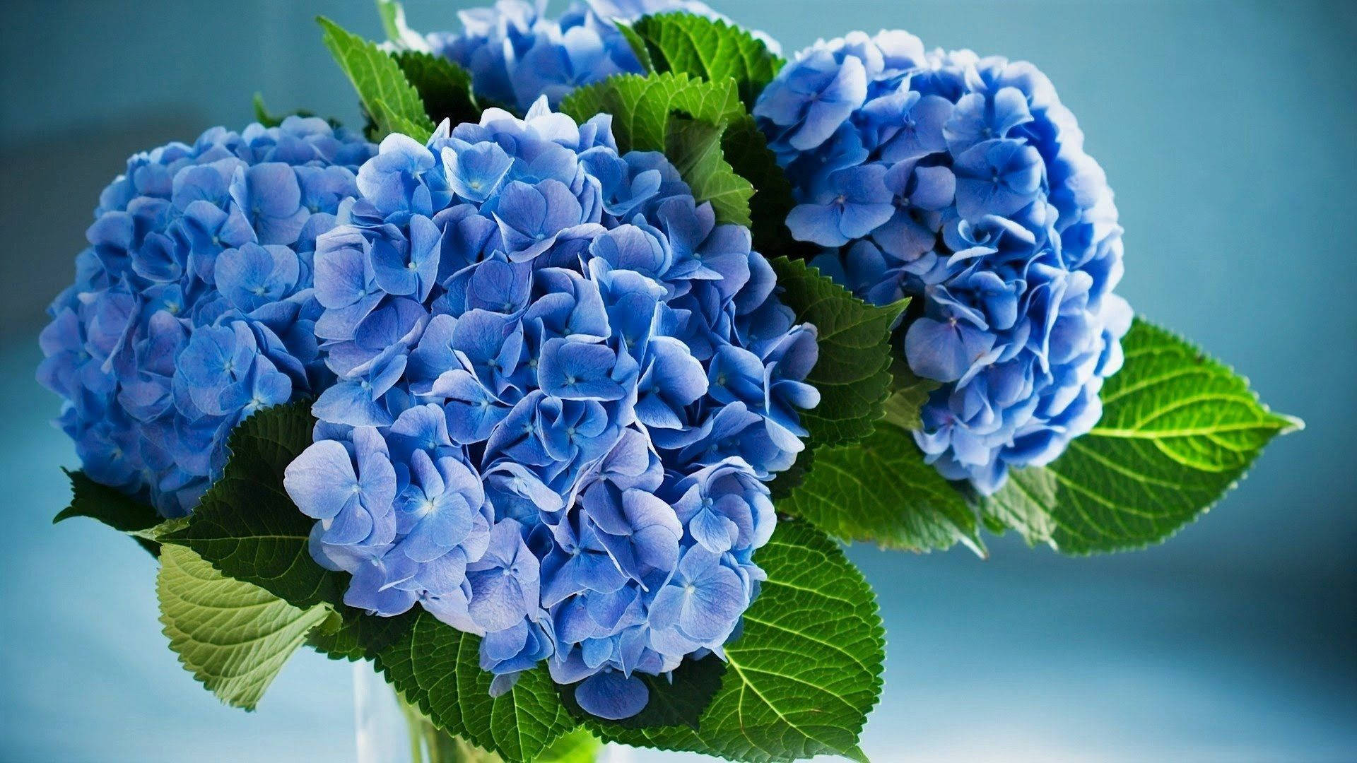 Hydrangea Desktop Wallpaper