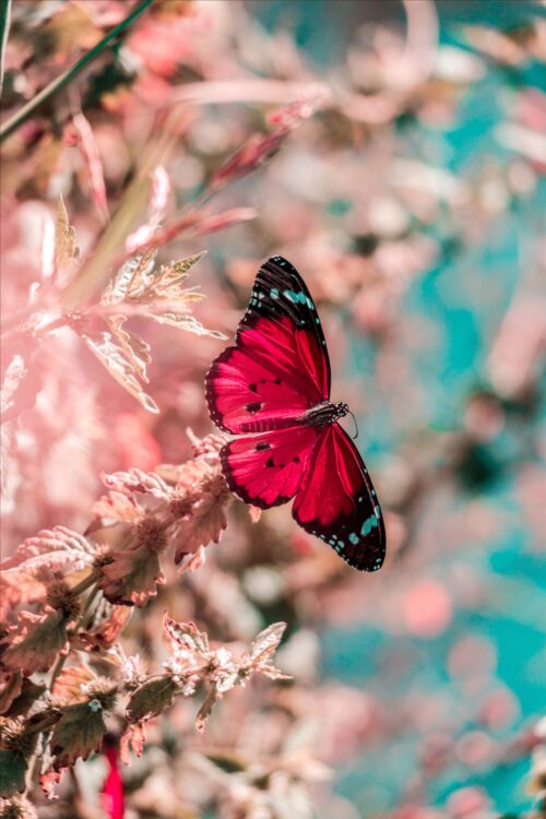 Background Butterfly Wallpaper