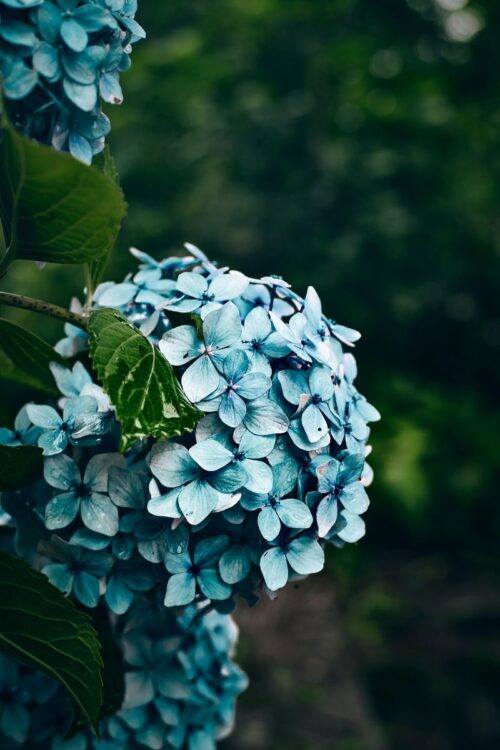 Background Hydrangea Wallpaper