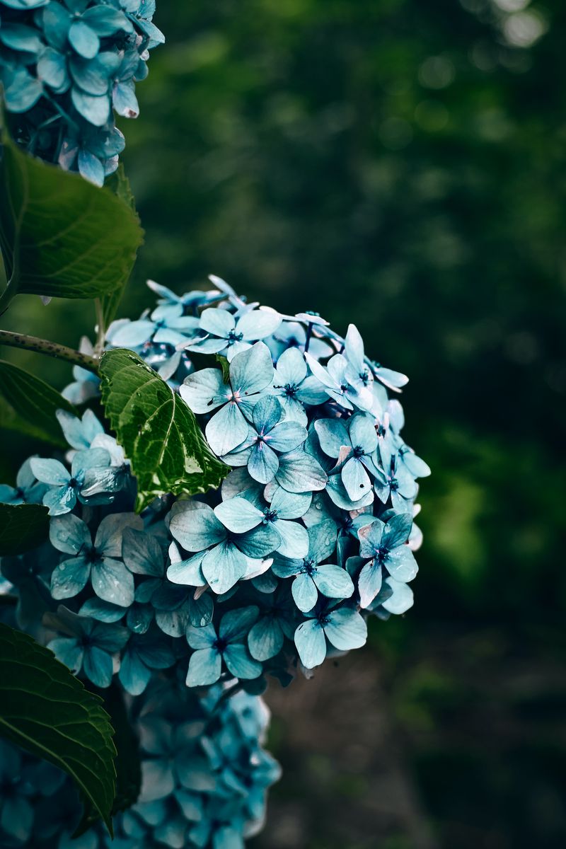 Background Hydrangea Wallpaper