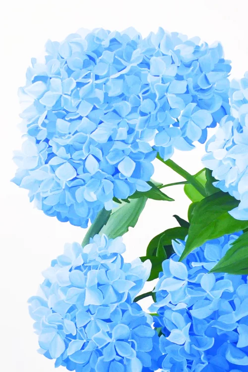 Background Hydrangea Wallpaper