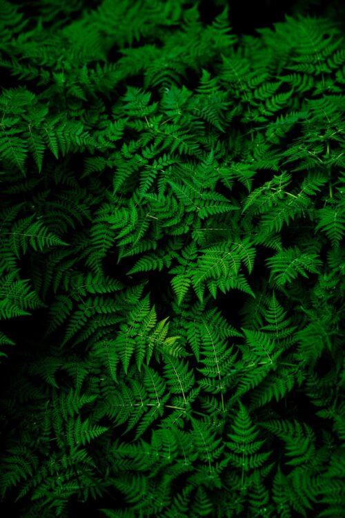 Green Background Wallpaper