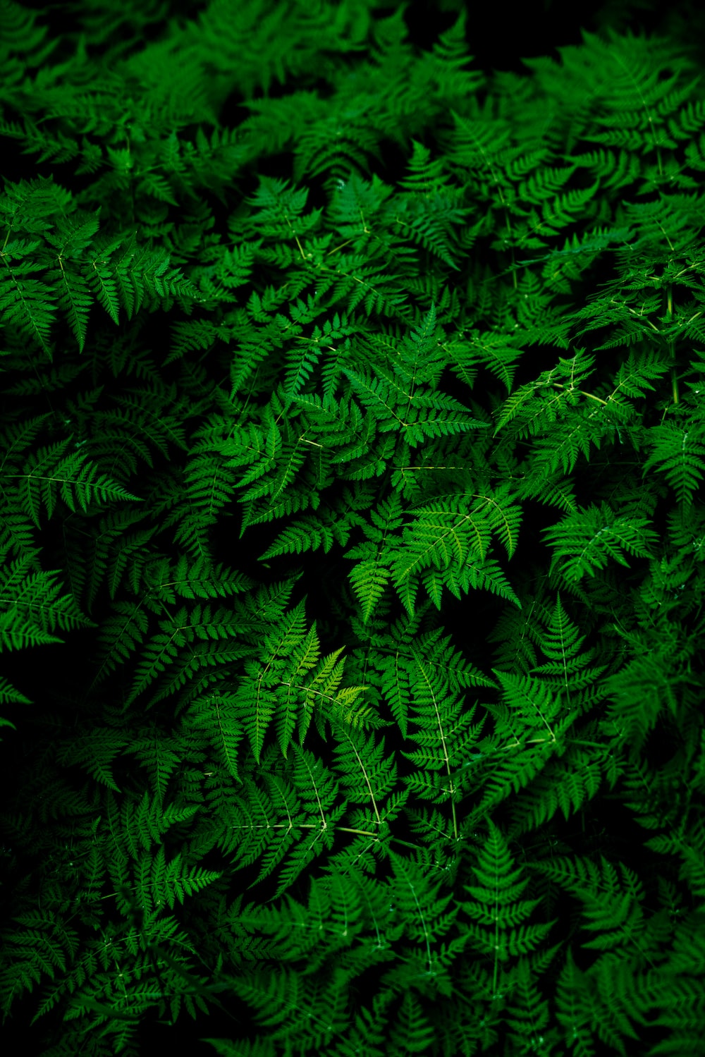 Green Background Wallpaper