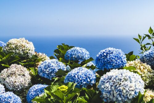 Hydrangea Desktop Wallpaper