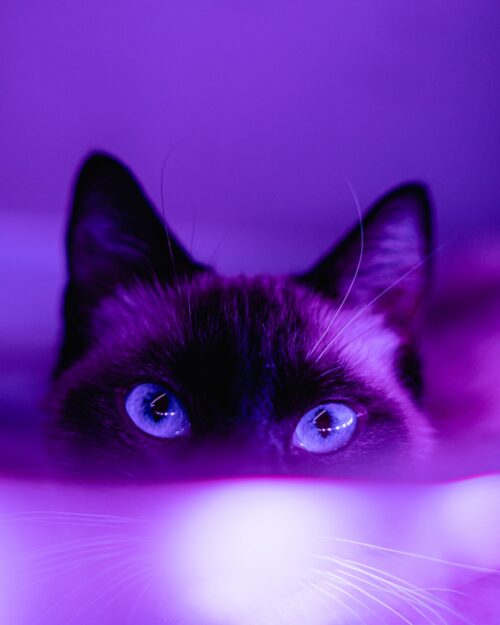 Cute Purple Wallpaper