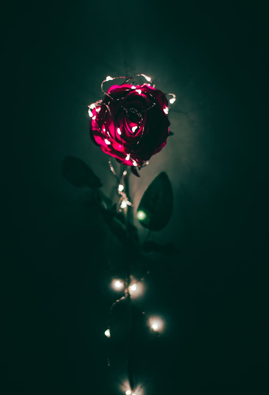 Rose Background Wallpaper