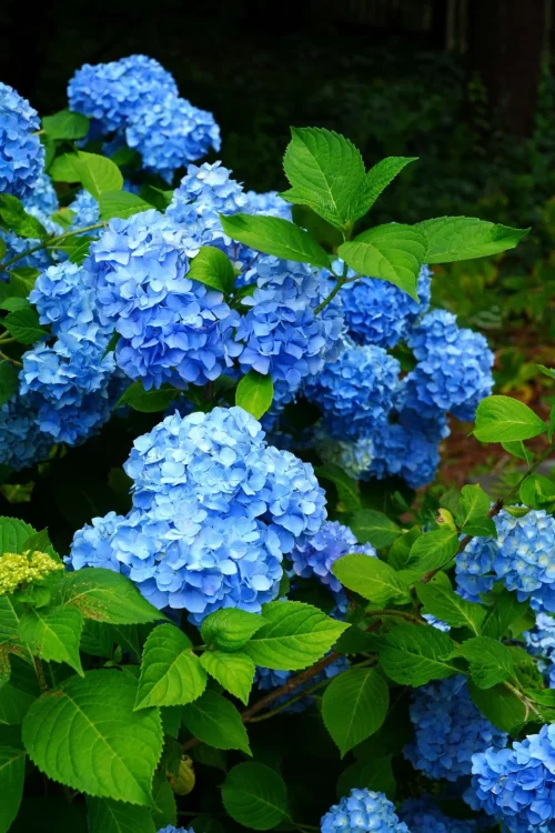 Background Hydrangea Wallpaper