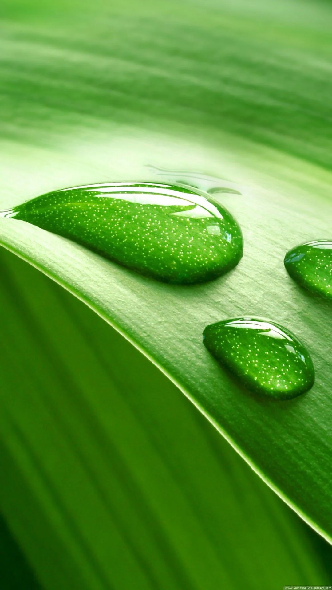 Green Background Wallpaper