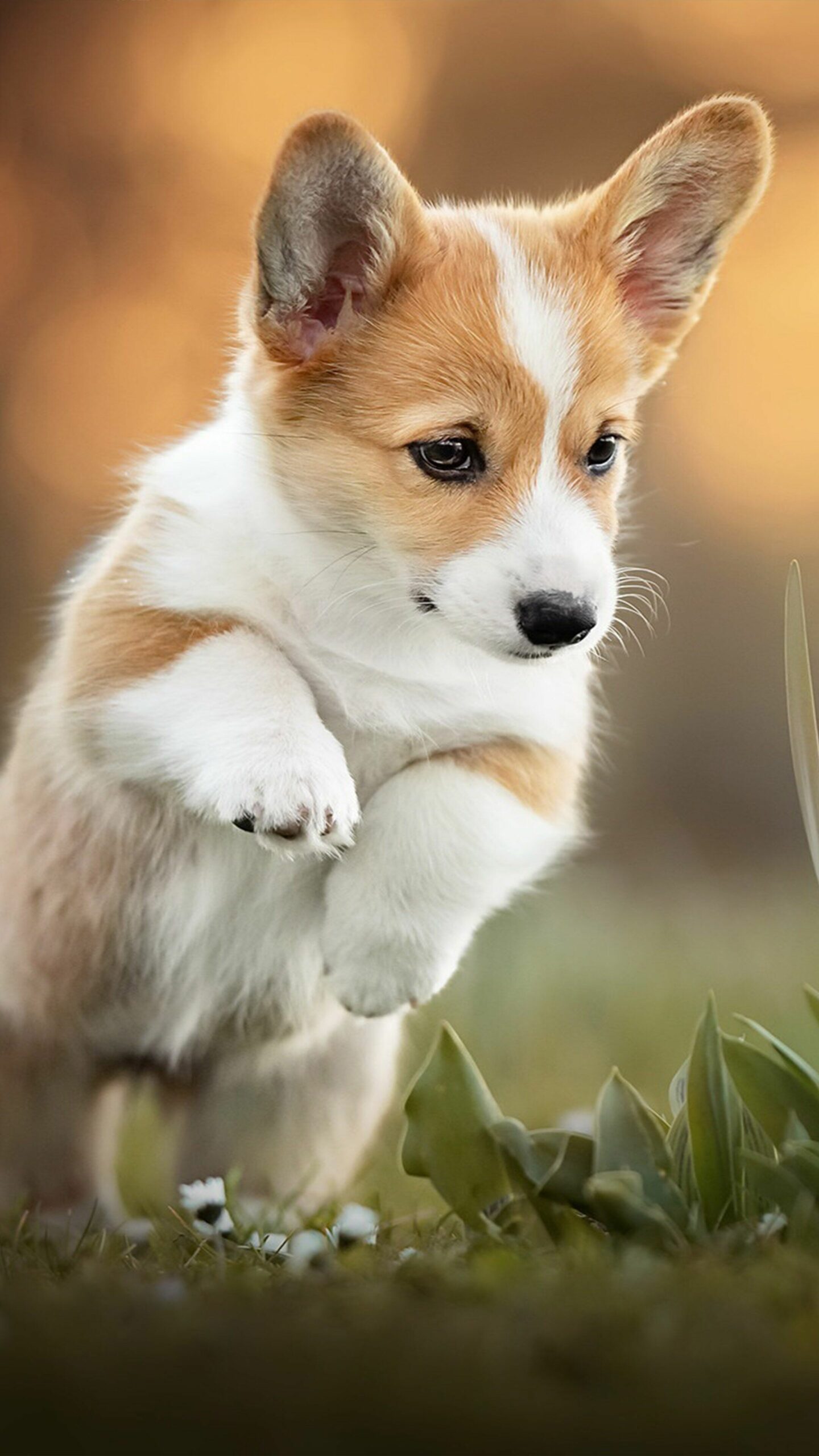 Corgi Wallpaper