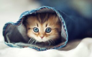 Desktop Cute Cats Wallpaper
