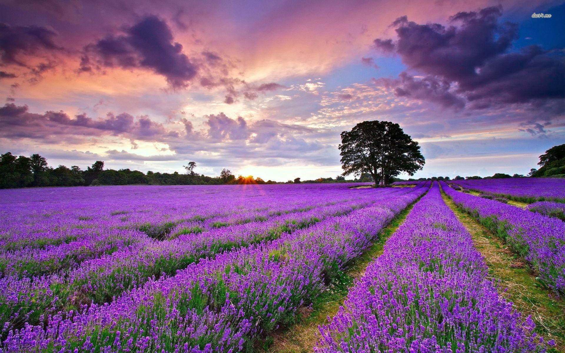 Lavender Desktop Wallpaper