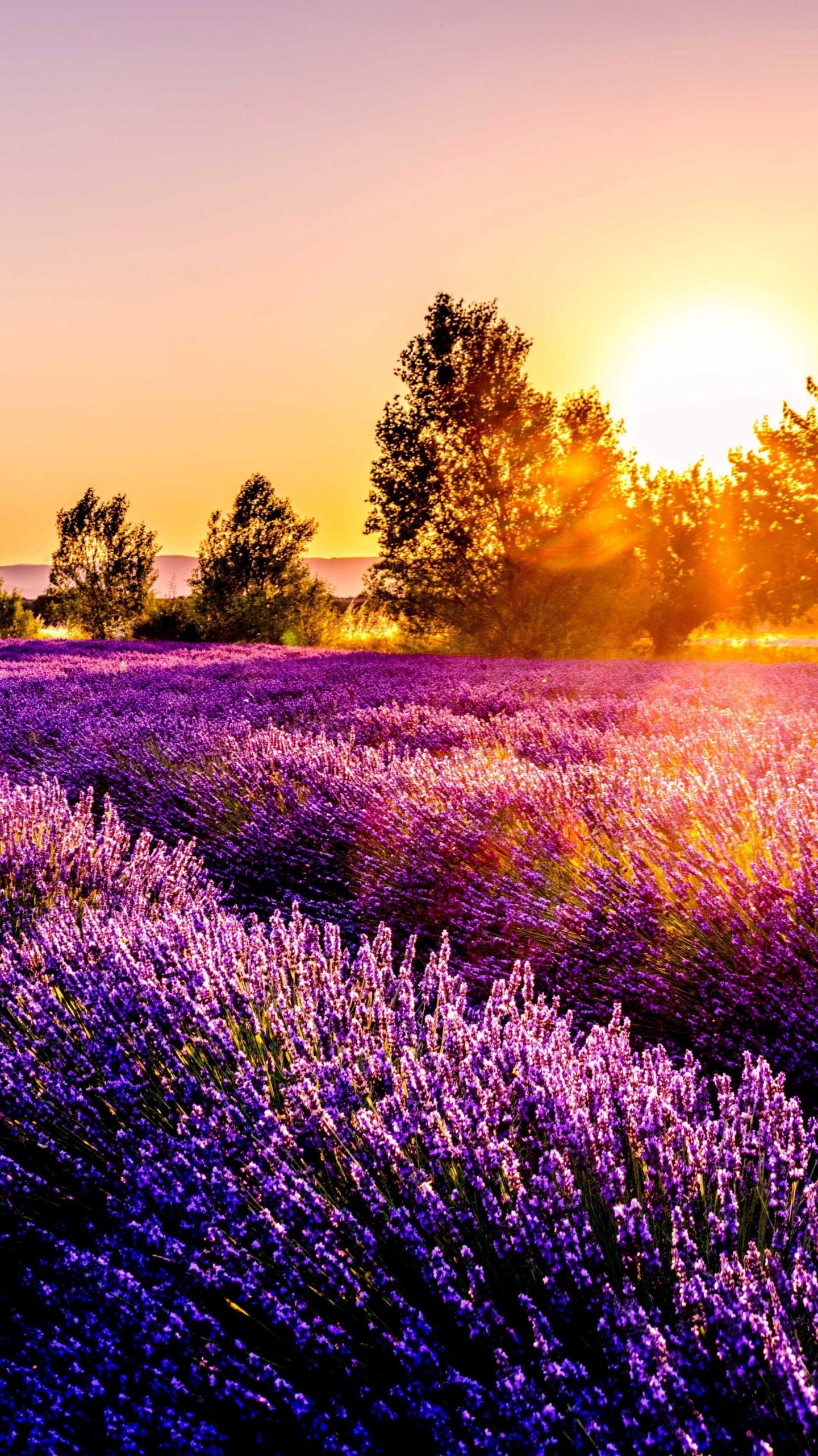 Background Lavender Wallpaper