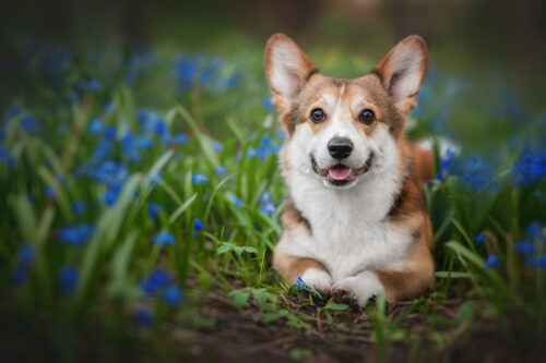 Background Corgi Wallpaper