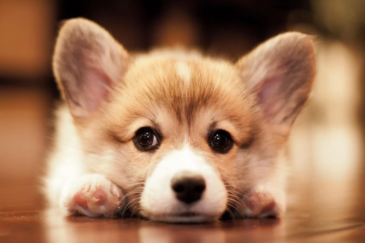 Corgi Background Wallpaper