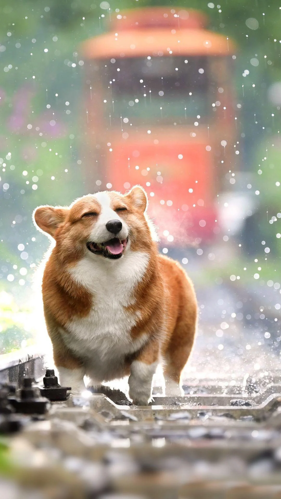 Corgi Wallpaper