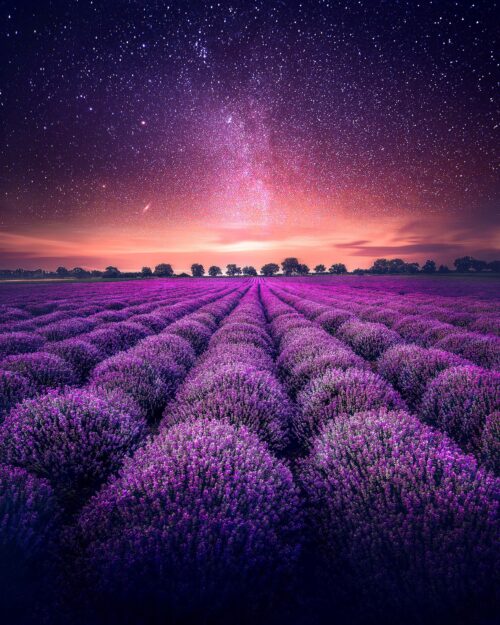 Background Lavender Wallpaper