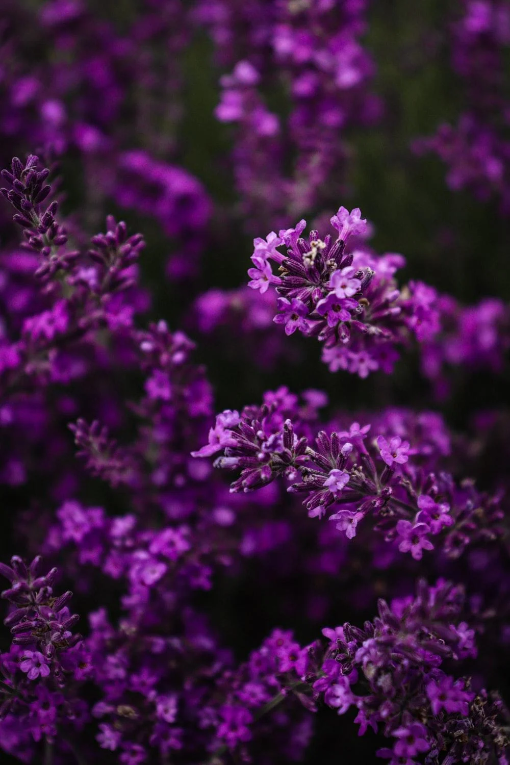 Background Lavender Wallpaper