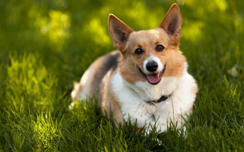 Corgi Background Wallpaper