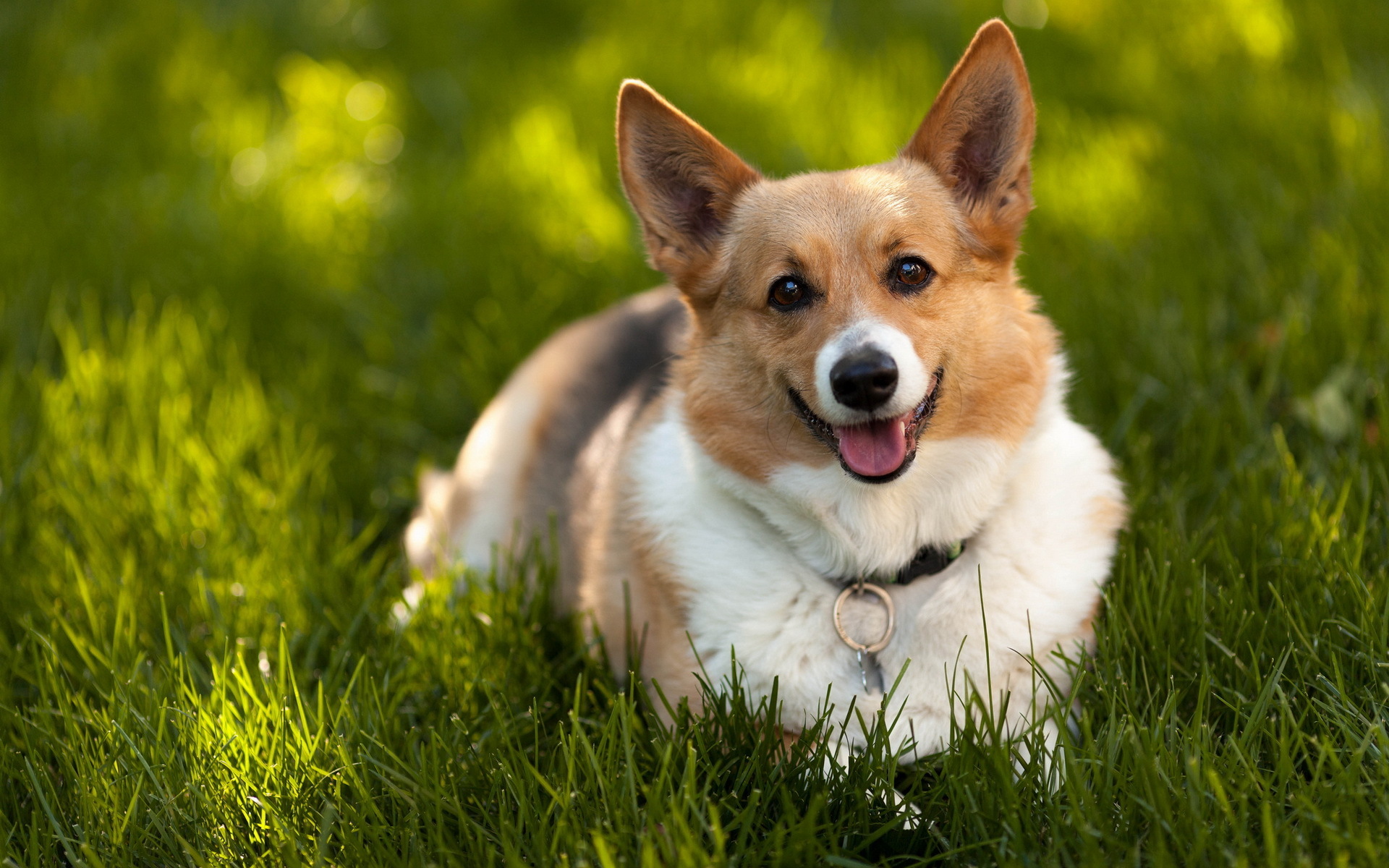 Corgi Background Wallpaper