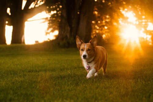 Desktop Corgi Wallpaper