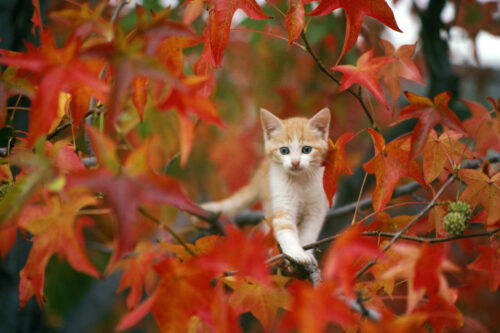 Desktop Cute Fall Wallpaper