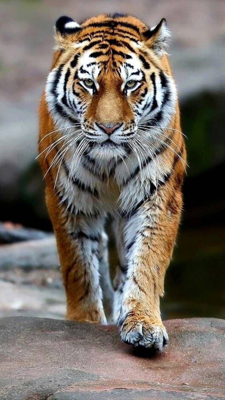 Background Tiger Wallpaper