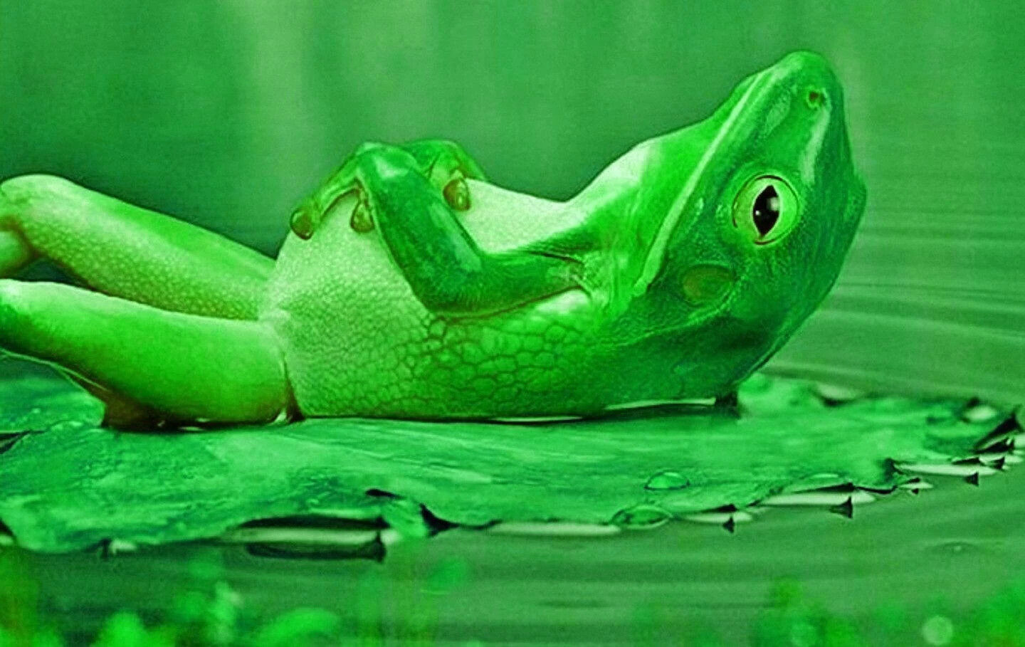 Cute Frog Desktop Wallpaper