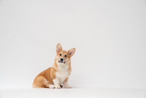 Corgi Desktop Wallpaper