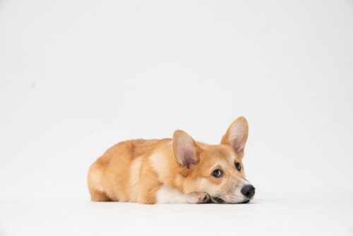 Background Corgi Wallpaper